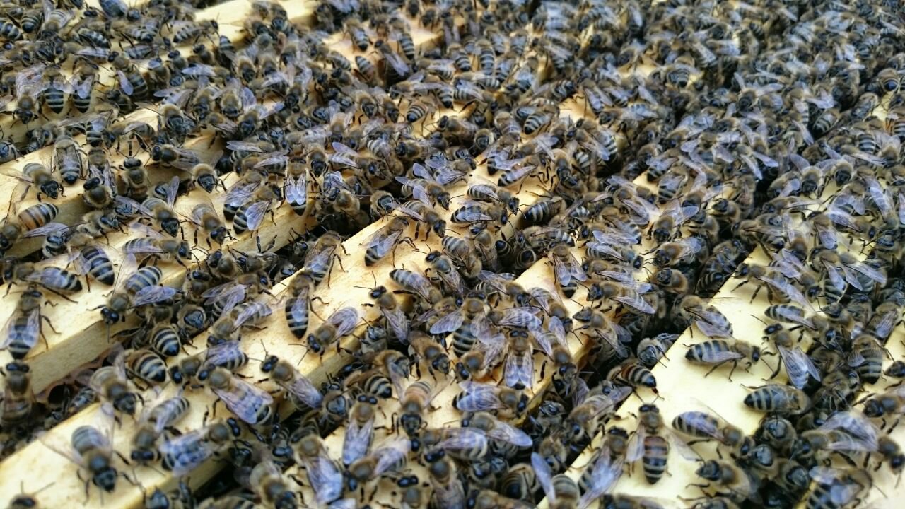 Bienen auf Rähmchen.jpg