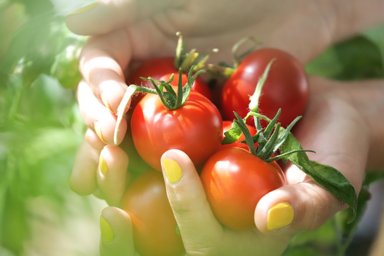 Geerntete Tomaten
