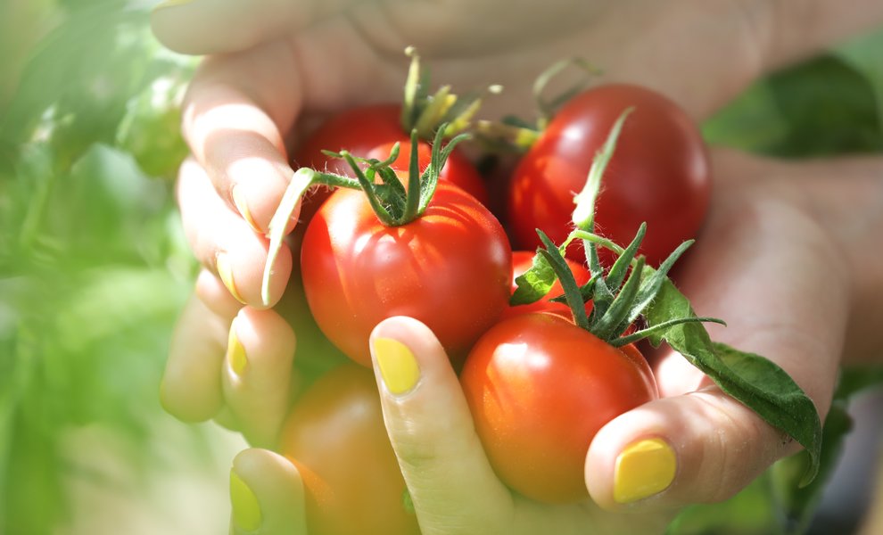 Geerntete Tomaten